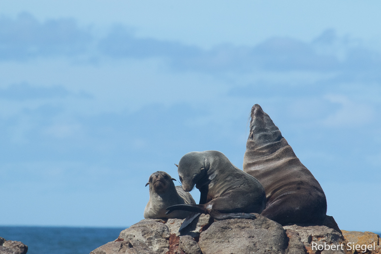 cape fur seal